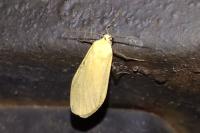 Wittia sororcula