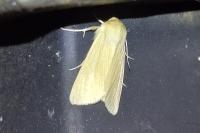 Mythimna pallens