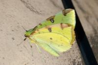 Opisthograptis luteolata