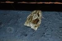 Archips crataegana