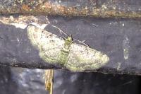Pasiphila rectangulata