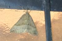 Hypena proboscidalis