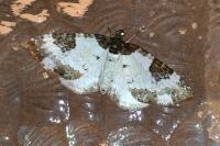 Melanthia procellata