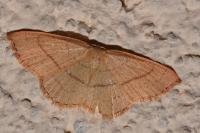 Cyclophora linearia