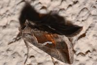 Macdunnoughia confusa