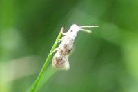 Bucculatrix frangutella