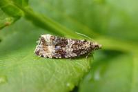Celypha lacunana
