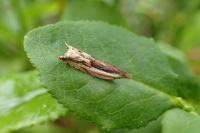 Ancylis apicella