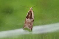 Ancylis myrtillana