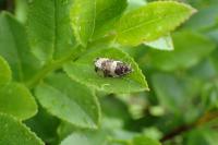 Argyroploce bipunctana