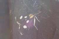 Anania funebris