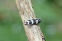 Elachista bifasciella
