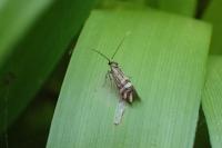 Nemophora ochsenheimerella