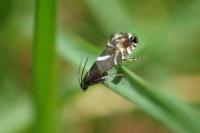 Glyphipterix forsterella
