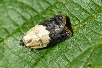 Acleris variegana