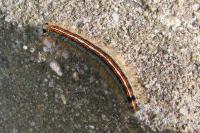Malacosoma neustria