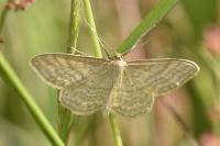Idaea macilentaria