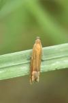 Lathronympha strigana