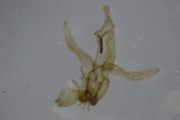 Neofaculta infernella