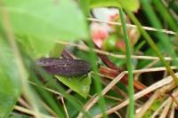 Neofaculta infernella
