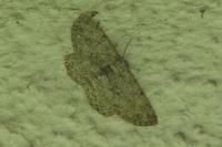 Hypomecis punctinalis