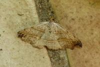 Laspeyria flexula
