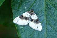 Cosmorhoe ocellata