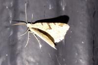 Macaria wauaria