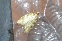 Aleimma loeflingiana
