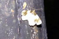 Ligdia adustata