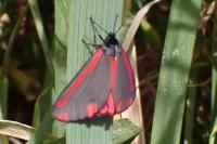 Tyria jacobaeae