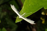 Pterophorus pentadactylus