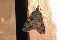 Scoparia pyralella
