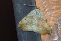 Laspeyria flexula