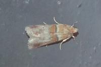 Acrobasis repandana