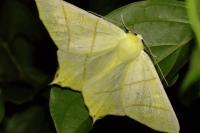 Ourapteryx sambucaria