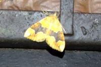 Cidaria fulvata