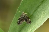 Anthophila fabriciana