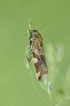 Archips xylosteana