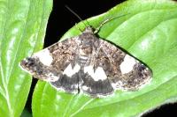 Tyta luctuosa