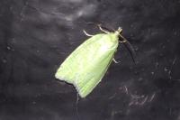 Tortrix viridana