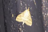Patania ruralis