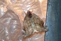 Cosmia pyralina