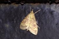 Ostrinia nubilalis