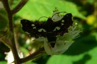 Thyris fenestrella