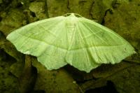 Campaea margaritaria