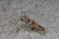 Acrocercops brongniardella