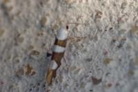 Argyresthia brockeella