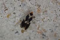 Ectoedemia subbimaculella