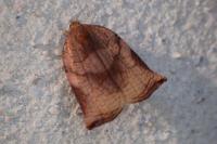Archips podana